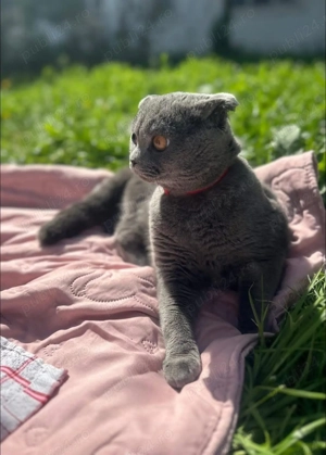 Scottish fold de vânzare  - imagine 2