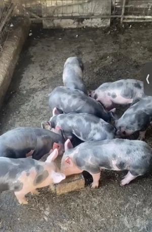 Purcei Rasa Pietrain  - imagine 2