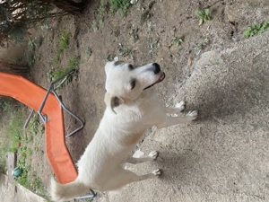 Caine talie medie spre mare  - imagine 2