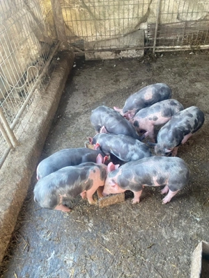 Purcei Rasa Pietrain 