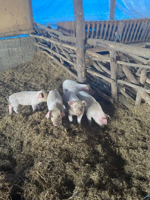 Vand purcei  - imagine 2