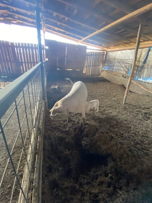 Vand purcei  - imagine 5