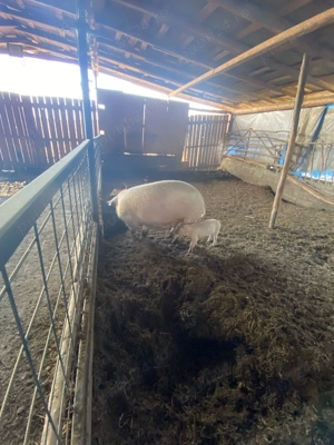 Vand purcei  - imagine 4