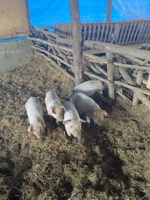 Vand purcei  - imagine 3