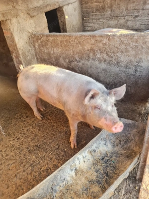 Porci de vanzare - imagine 4