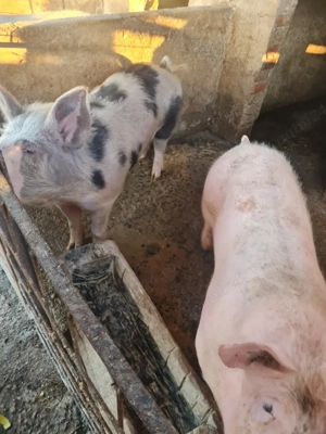 Porci de vanzare