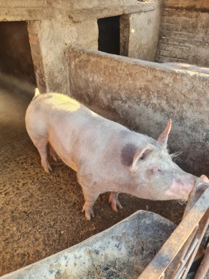 Porci de vanzare - imagine 3