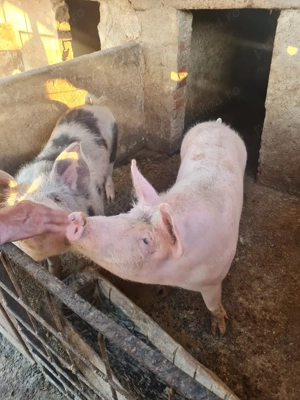 Porci de vanzare - imagine 2