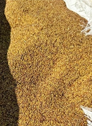 Vand samanta de lucerna productia 2025