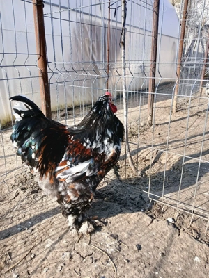 vand cocos brahma portelan - imagine 2