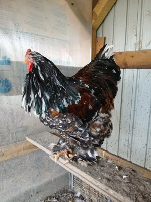 vand cocos brahma portelan - imagine 5