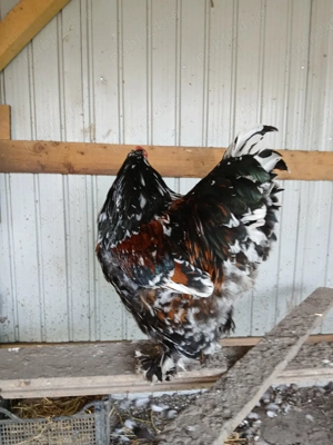 vand cocos brahma portelan - imagine 3