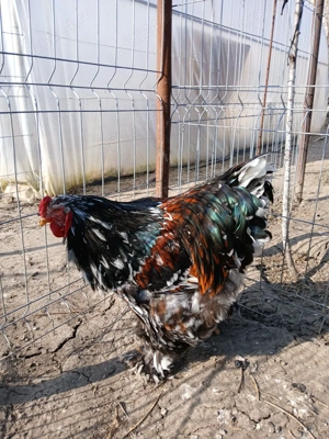 vand cocos brahma portelan - imagine 4