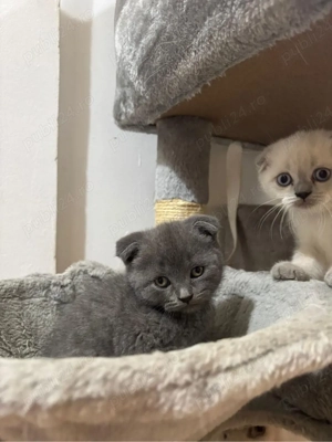 pui scottish fold - imagine 3