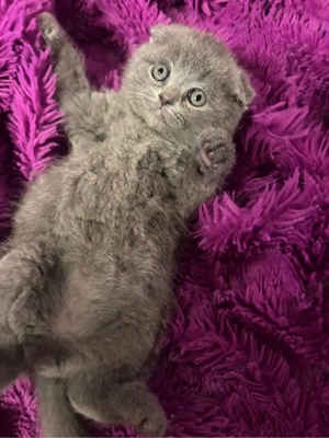 pui scottish fold - imagine 4