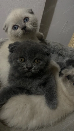 pui scottish fold - imagine 5