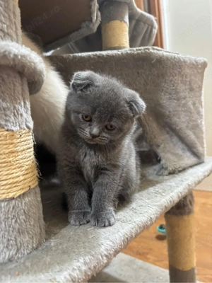 pui scottish fold
