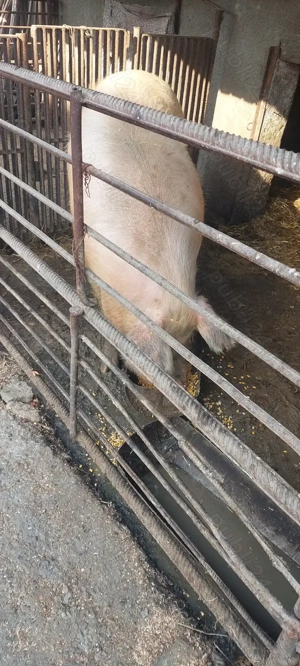 Purcea de vânzare Negociabil  - imagine 4