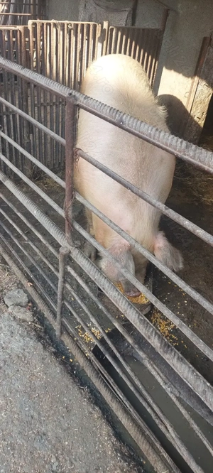 Purcea de vânzare Negociabil  - imagine 3