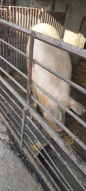 Purcea de vânzare Negociabil  - imagine 5