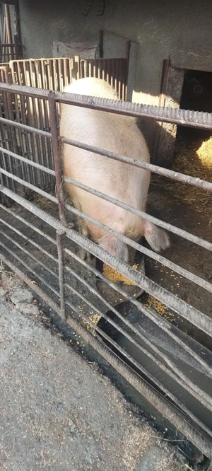 Purcea de vânzare Negociabil  - imagine 2