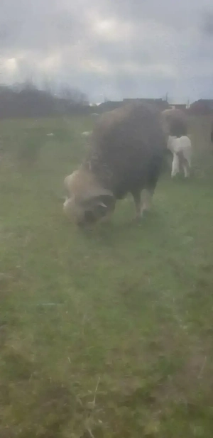 Vând un berbeci si 11oi merinos de palas fac și schimb  - imagine 3