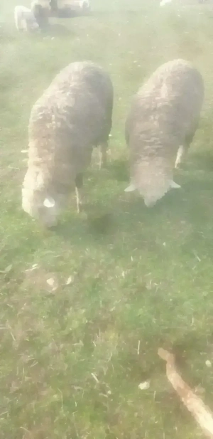 Vând un berbeci si 11oi merinos de palas fac și schimb  - imagine 2
