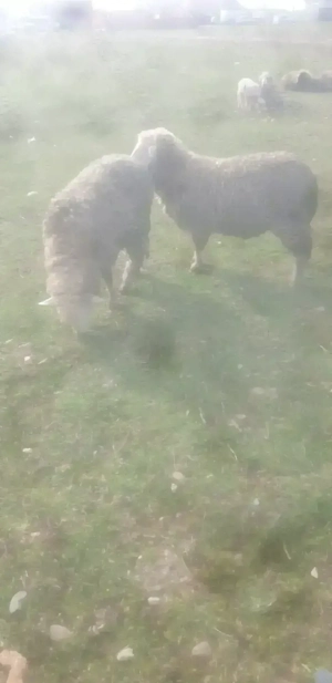 Vând doi berbeci si 11oi merinos de palas 