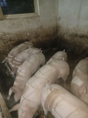 soldani de vanzare - imagine 2