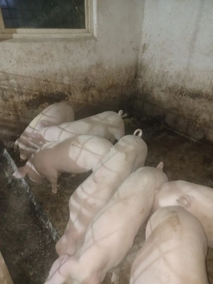 soldani de vanzare - imagine 3