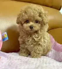 pudeli toy superb  - imagine 2