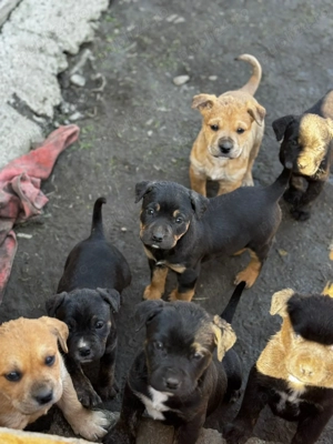 Căței American Bully (Amstaff)   8 săptămâni - imagine 4