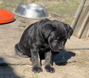 Căței American Bully (Amstaff)   8 săptămâni - imagine 2