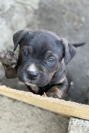 Căței American Bully (Amstaff)   8 săptămâni
