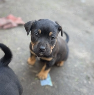 Căței American Bully (Amstaff)   8 săptămâni - imagine 3