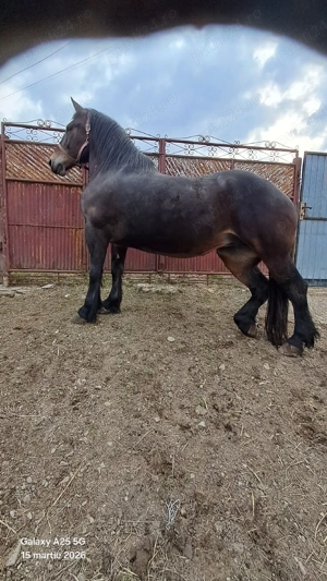 iapa  murga   cuminte - imagine 3