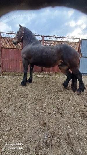 iapa  murga   cuminte - imagine 4