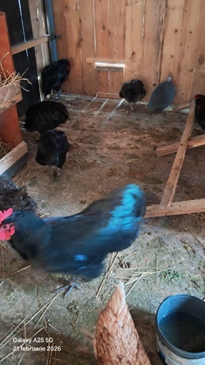 cocosi tineri australop  - imagine 5