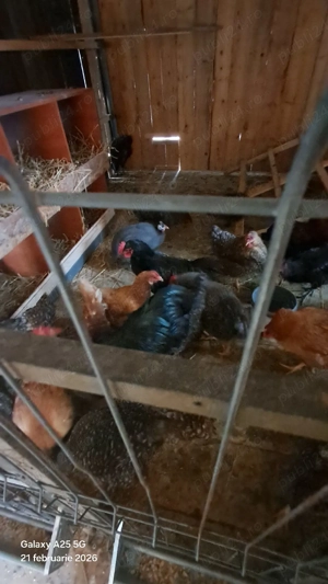 cocosi tineri australop 