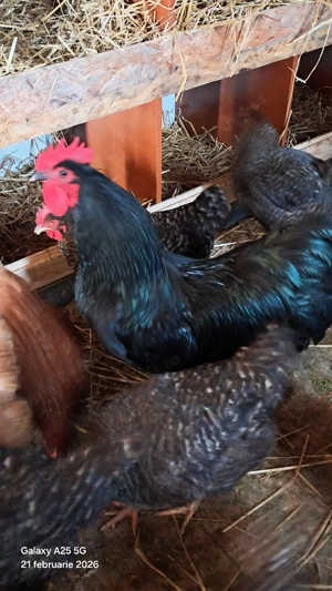 cocosi tineri australop  - imagine 3