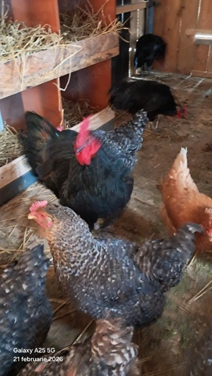 cocosi tineri australop  - imagine 2