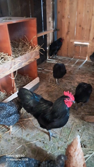 cocosi tineri australop  - imagine 4