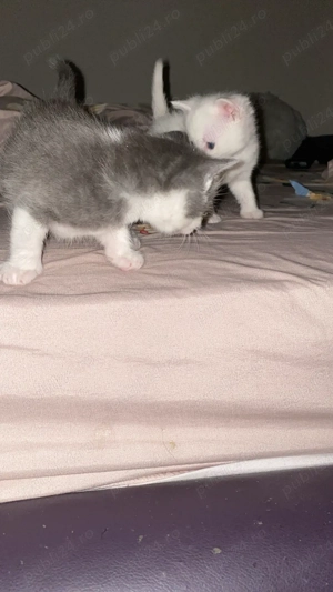 donez metis british - imagine 3