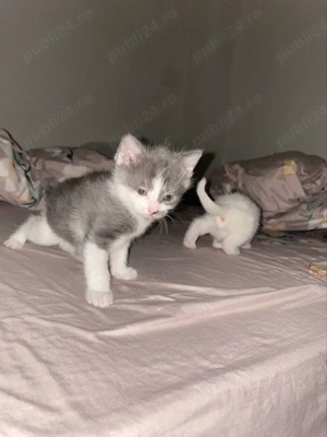 donez metis british - imagine 2