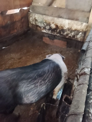 De Vanzare - imagine 2