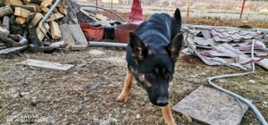 Pui ciobanesc german