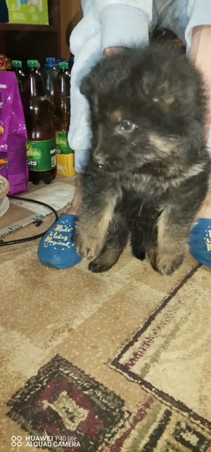 Pui ciobanesc german