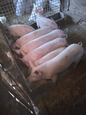 vând 5 scrofite  - imagine 2