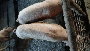 Vand sau schimb cu cherestea   - imagine 3