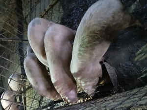 Vând sau schimb cu cherestea - imagine 3